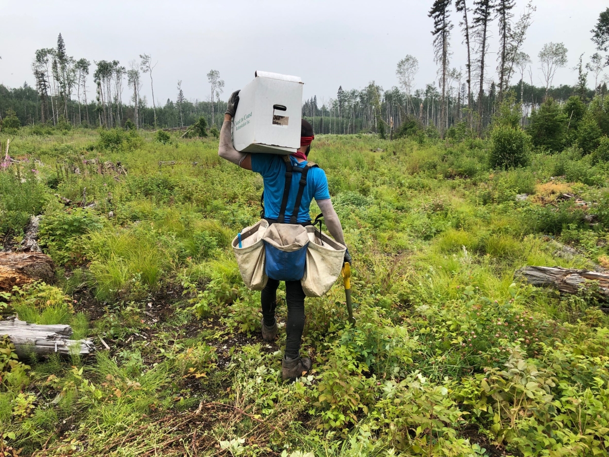 treeplanting